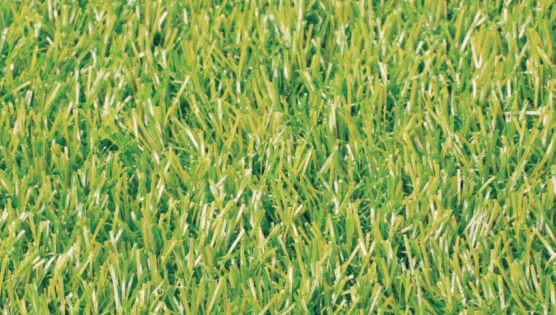 Landscape Lawn Solutions - Tricolor Grass